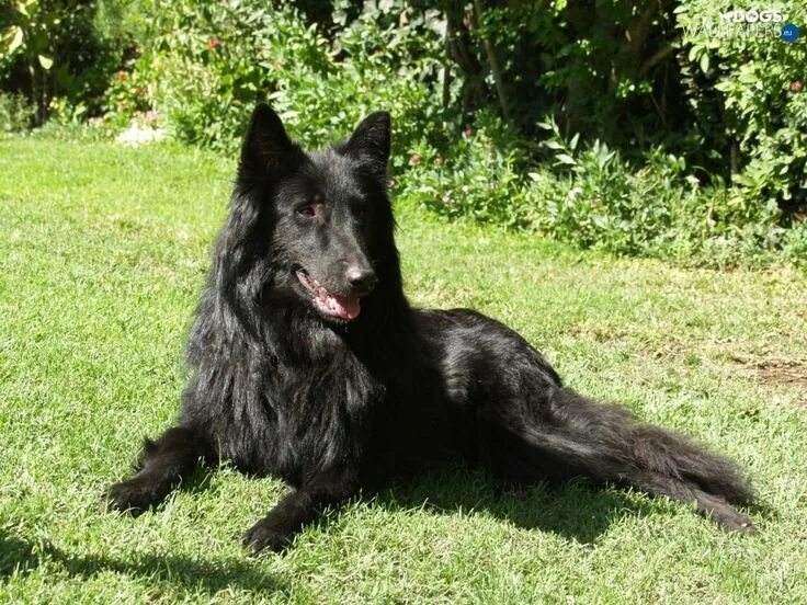 Овчарка грюнендаль фото belgian, grass, sheep-dog