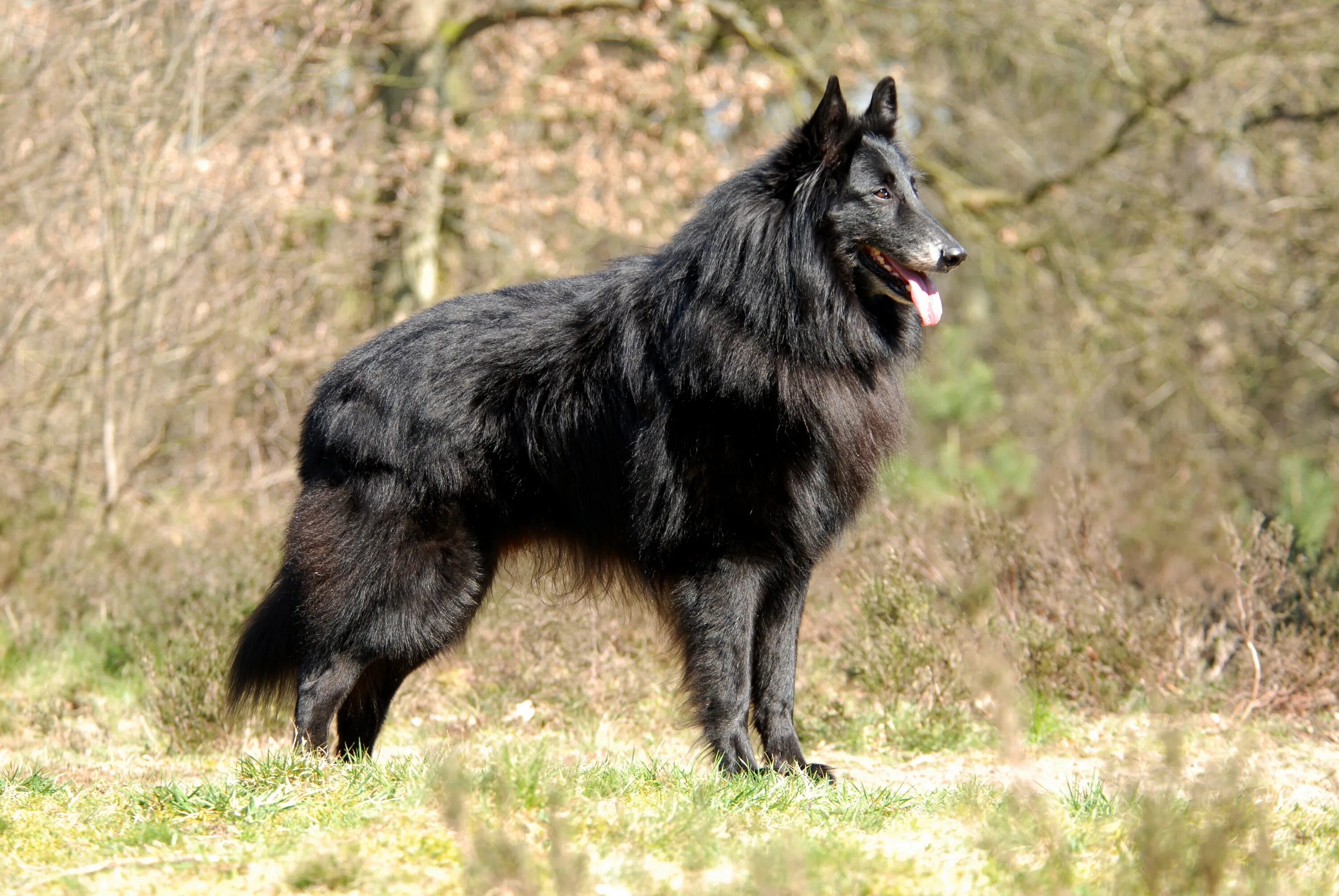 Овчарка грюнендаль фото Belgische Herdershond, Groenendaeler