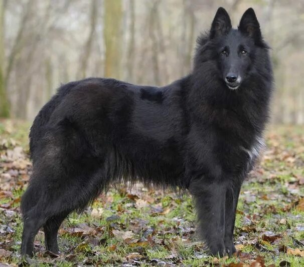 Овчарка грюнендаль фото Berger Belge Groenendael. Berger belge, Chiens bergers allemands, Chien sans poi