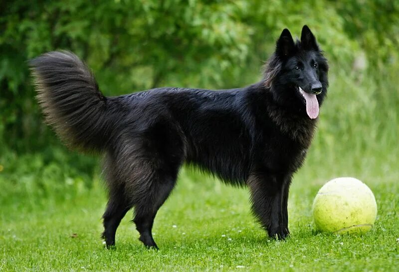 Овчарка грюнендаль фото Tail! Types de chiens, Chiens noirs, Berger belge