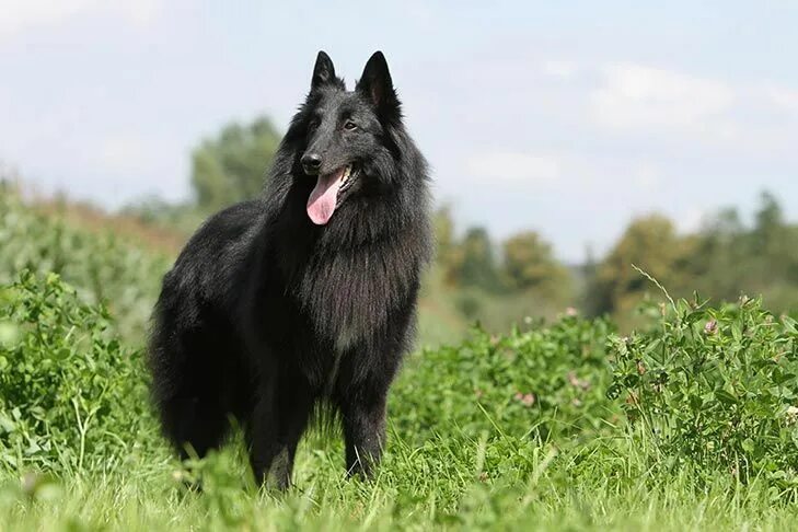 Овчарка грюнендаль фото Belgian Sheepdog Dog Breed Information Belgian sheepdog, Dog breeds, Large dog b