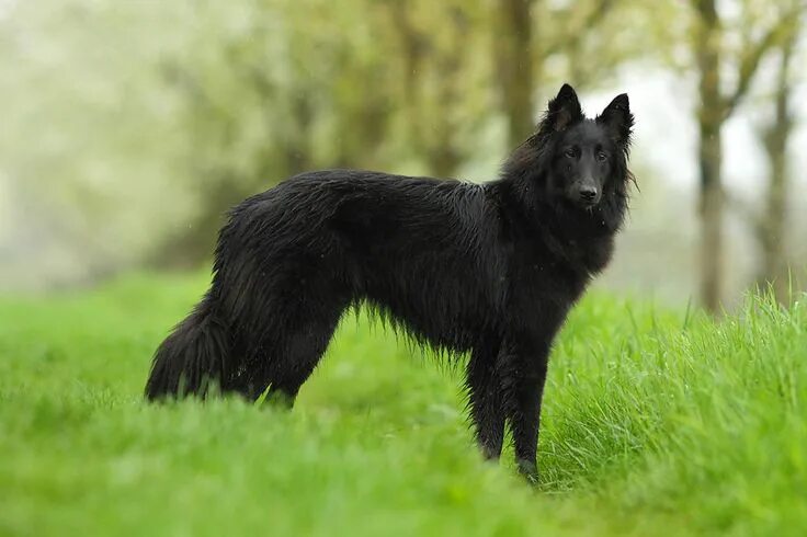 Овчарка грюнендаль фото Groenendael Dog breeds, Beautiful dogs, Herding dogs