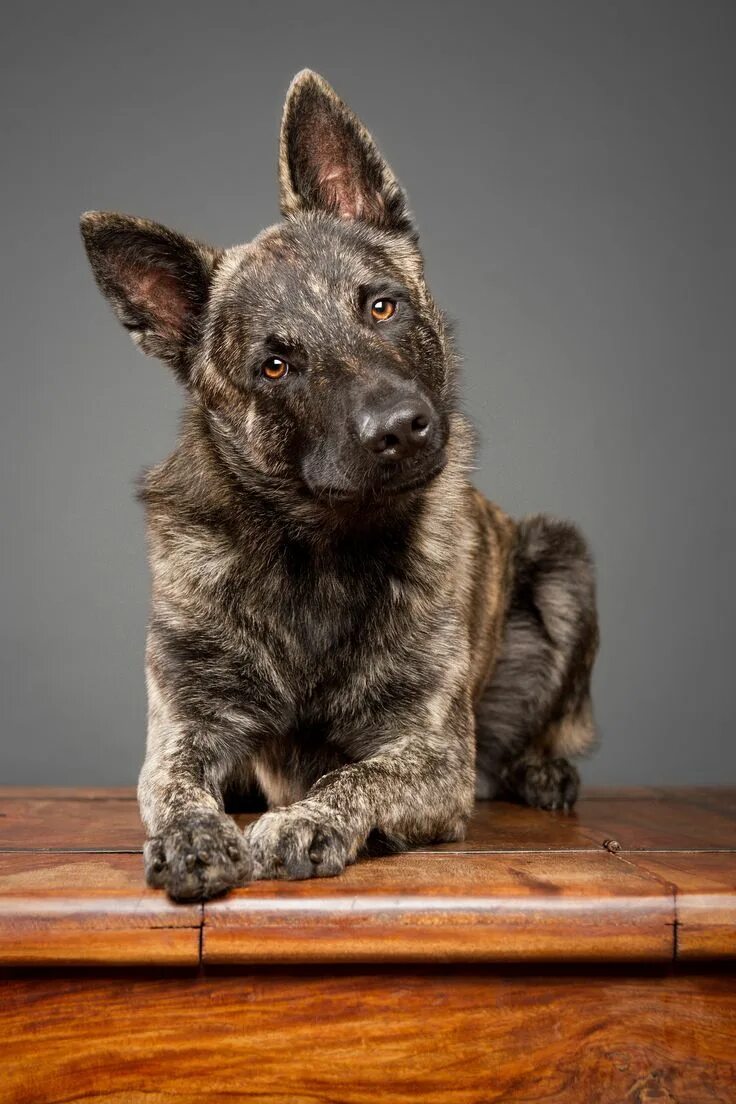 Овчарка хердер фото Dutch Shepherd Dog Breed Information & Characteristics Dutch shepherd dog, Sheph