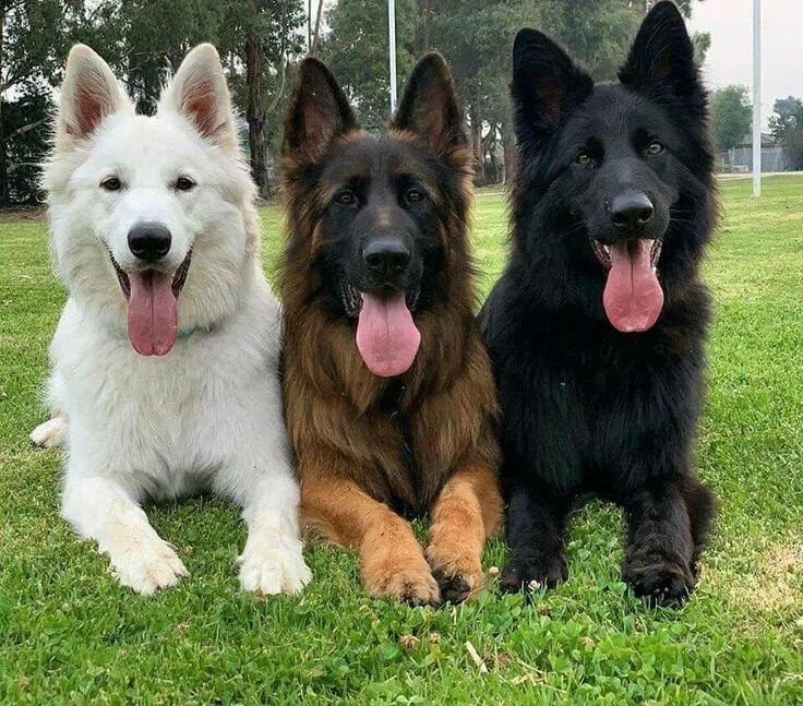 Овчарка какие бывают фото Pin by irene locatelli on cuore di mamma Shepherd dog breeds, Beautiful dogs, Ge
