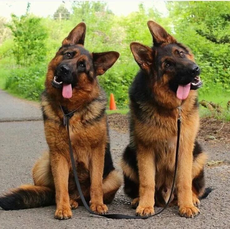 Овчарка какие бывают фото Pin by Bubu Brands Dog + Lifestyle on Precious Pups German shepherd dogs, German