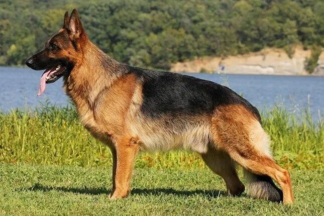 Овчарка какие бывают фото Top 10 Most Dangerous Dog Breeds In The World German shepherd dogs, Dangerous do