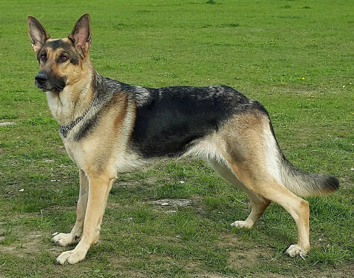 Овчарка какие бывают фото Anjing gembala jerman - Wikipedia bahasa Indonesia, ensiklopedia bebas