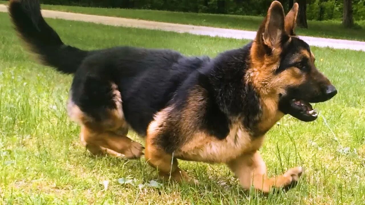 Овчарка какие бывают фото Dwarf Dog MikeyGus Will Melt Your Heart - YouTube