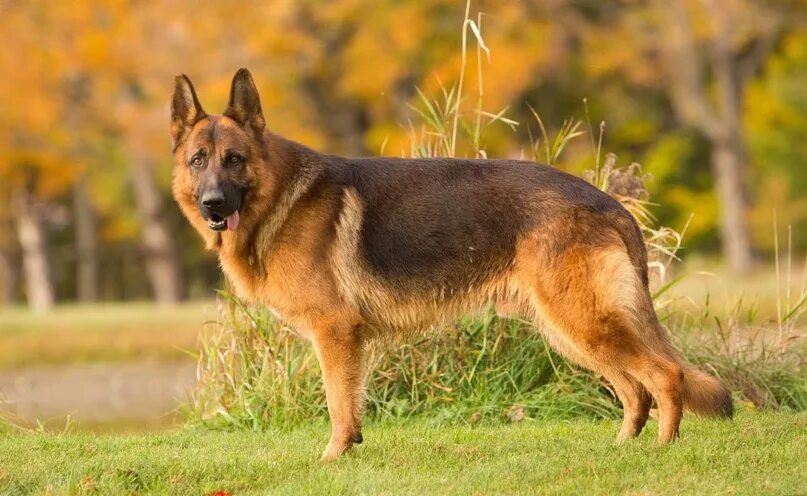 Овчарка какие бывают фото #немецкаяовчарка #овчарка #germanshepherd 2023 Немецкая овчарка ВКонтакте