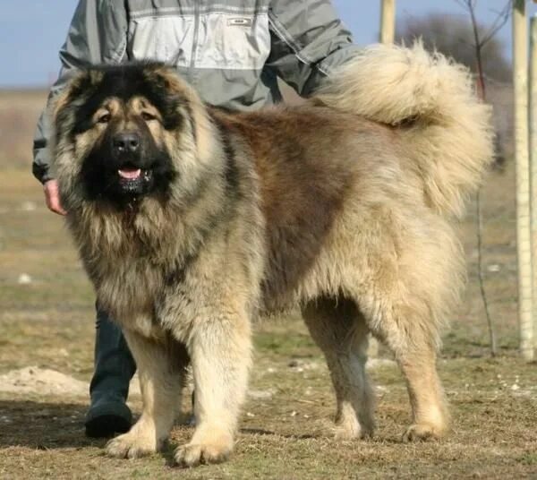 Овчарка кавказец фото Caucasian Ovcharka are spirited, intelligent, strong-willed guardian dogs. While