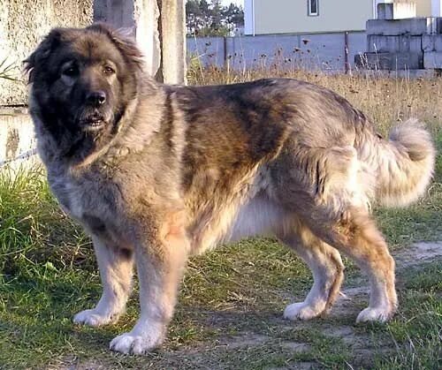 Овчарка кавказец фото Caucasian shepherd dog, Dog safe food, Shepherd dog