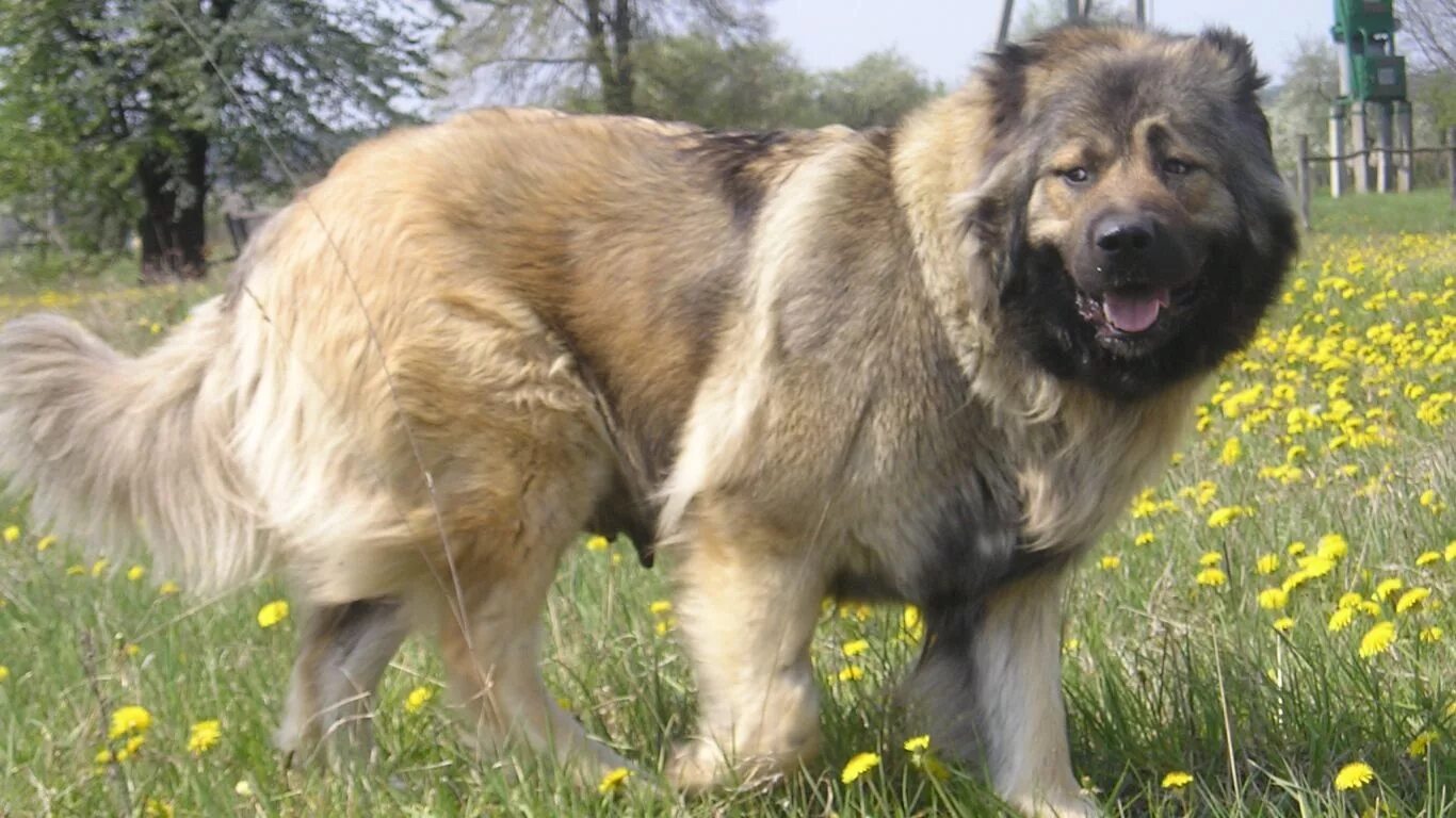 Овчарка кавказец фото Caucasian shepherd dog, Caucasian shepherd, Shepherd dog