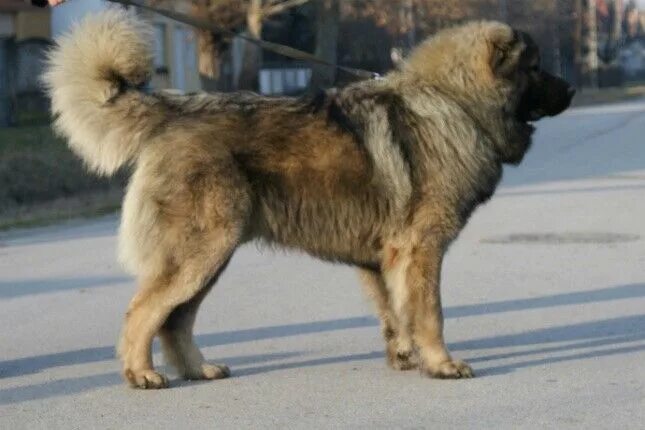Овчарка кавказец фото Pin by Kendra Amerine on Animals Caucasian shepherd dog, Caucasian mountain dog,