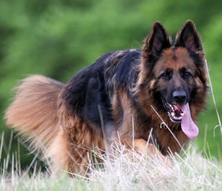 Овчарка кобель фото Loyal German Shepherd German shepherd, German shepherd pictures, Shepherd