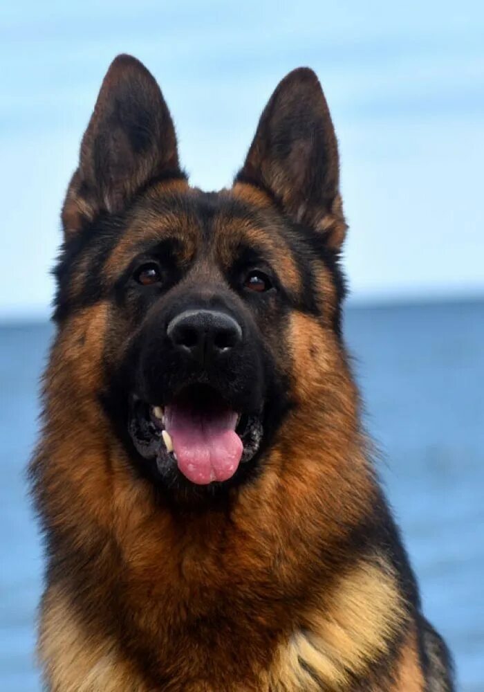 Овчарка кобель фото Pin on The Dogs Dog lovers, Easiest dogs to train, German sheperd dogs