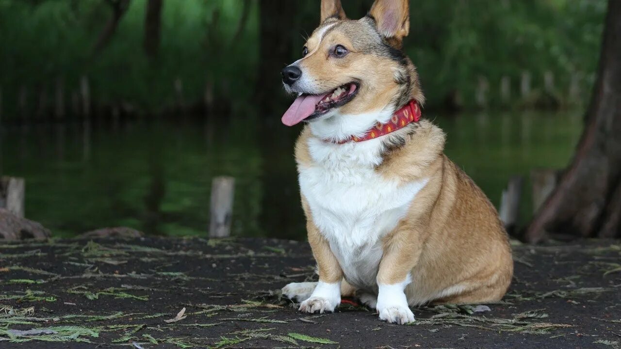 Овчарка корги фото Ele é muito esperto Cachorro esperto/ Animais Fofos - Cute Animals #animaisfofos