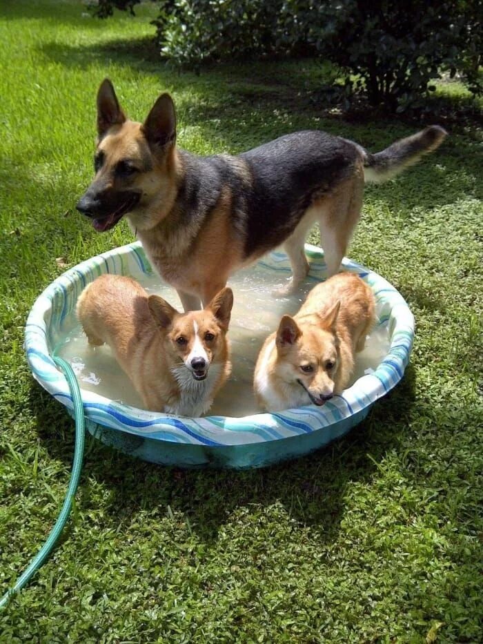Овчарка корги фото 38 Things That Make Corgis Happy Corgi, Corgi dog, Best dogs