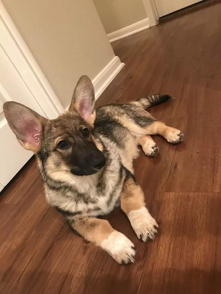 Овчарка корги фото Redditors Share Best Pics of Loyal Dog Breed Corgi Shepherd Mix - Can You Spot T