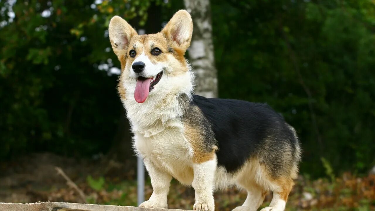 Овчарка корги фото MDARD offers tips to keep pets safe this holiday season