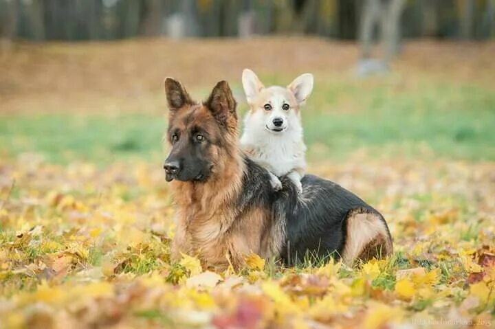 Овчарка корги фото Besties German shepherd corgi mix, Corgi, Corgi dog