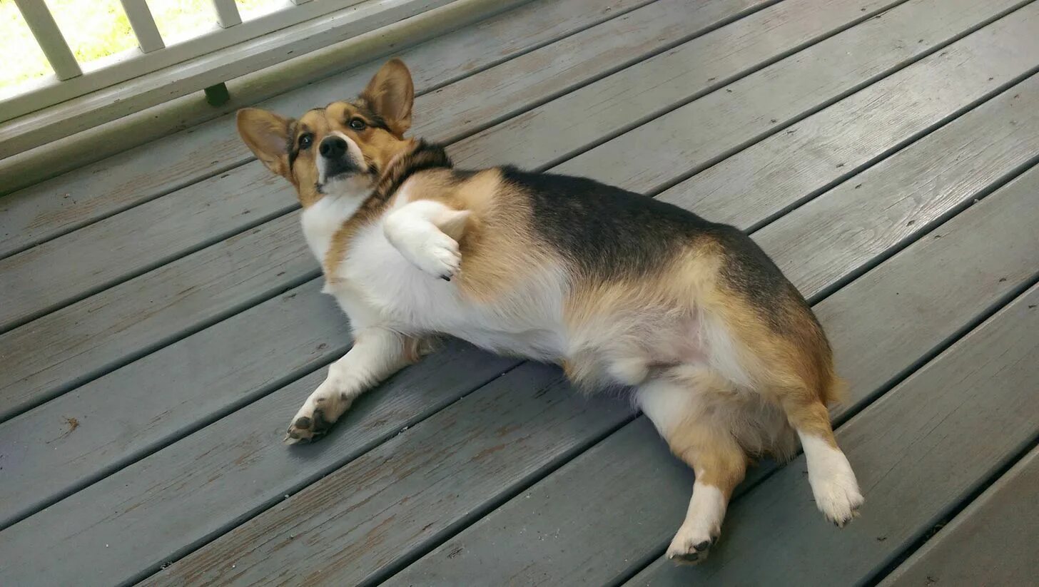Овчарка корги фото PsBattle: A corgi laying on his back Corgi, Puppies, Animals