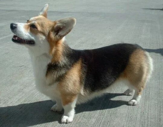 Овчарка корги фото The 13 Smartest Dog Breeds in the World Welsh corgi puppies, Corgi breeds, Corgi