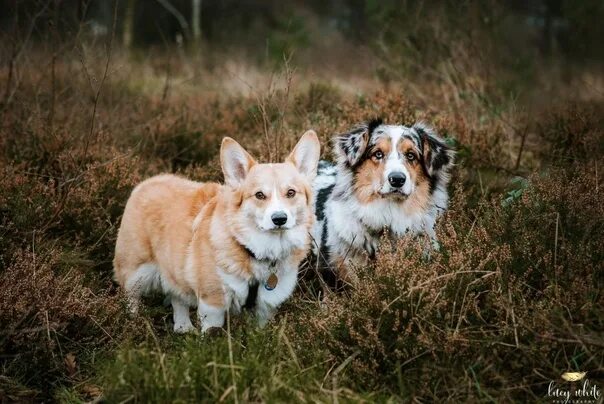 Овчарка корги фото Good evening. I am looking for good nurseries of Corgi and Australian Shepherds 