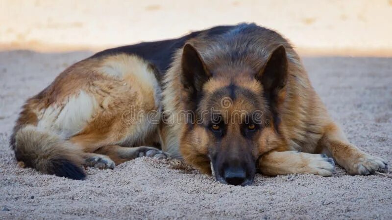 Овчарка лежит фото German Shepherd Dog Lying Down Outdoors on Spring in Valencia, Spain Stock Image