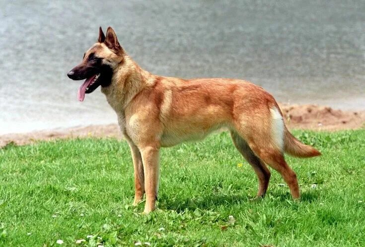 Овчарка малибу фото Belgische Herder Mechelse