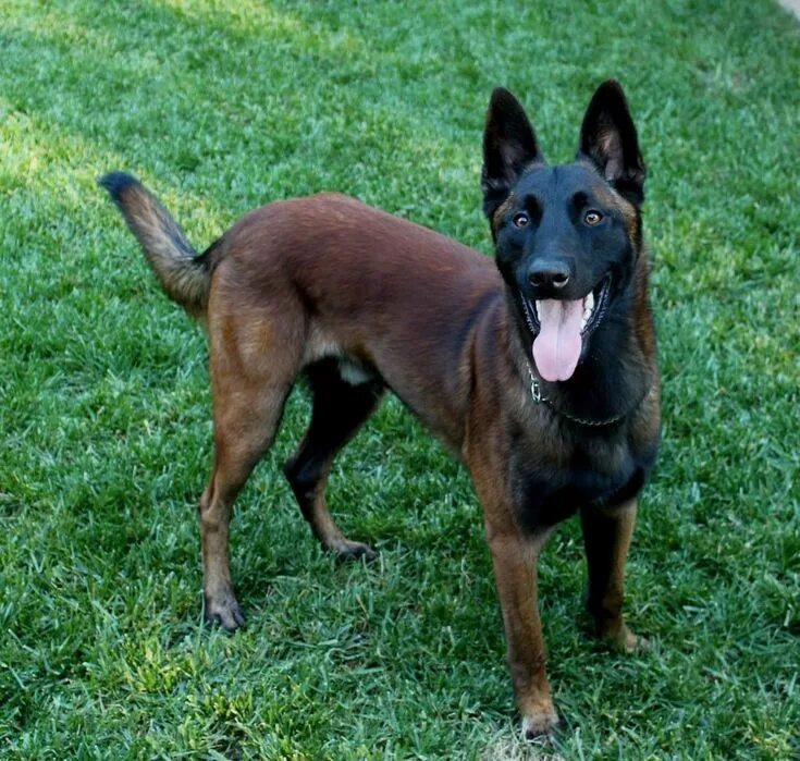 Овчарка малибу фото Found on Bing from www.pinterest.com Malinois, Belgian malinois, Malinois dog
