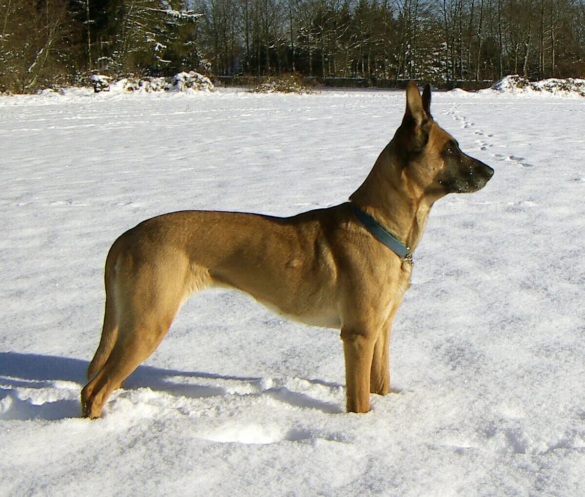 Овчарка малибу фото Файл:Female Malinois 2005-01-29.jpg - Википедия