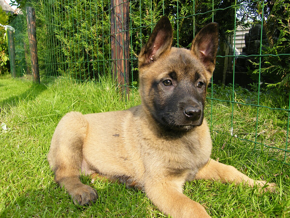 Овчарка малибу фото Bestand:Mechelse Herder, Malinois puppy (7 w.).jpg - Wikipedia