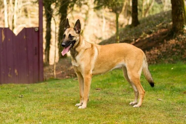 Овчарка малибу фото Pin by Abbie Jackson on Animals(Pets) Belgian malinois dog, Malinois dog, Malino