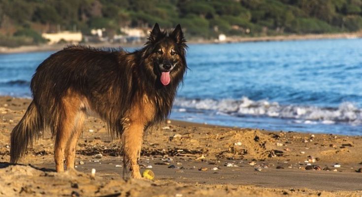 Овчарка малибу фото Best Dry Dog Food For Large Breeds Best dry dog food, Giant breeds, Big dog bree