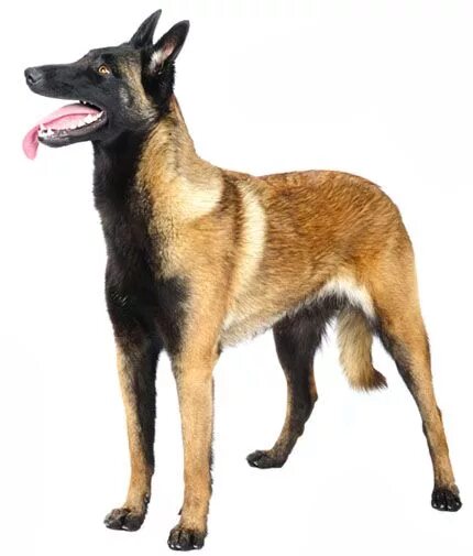 Овчарка малибу фото Belgian Malinois - our future puppy! Belgian malinois, Malinois, Belgian malinoi