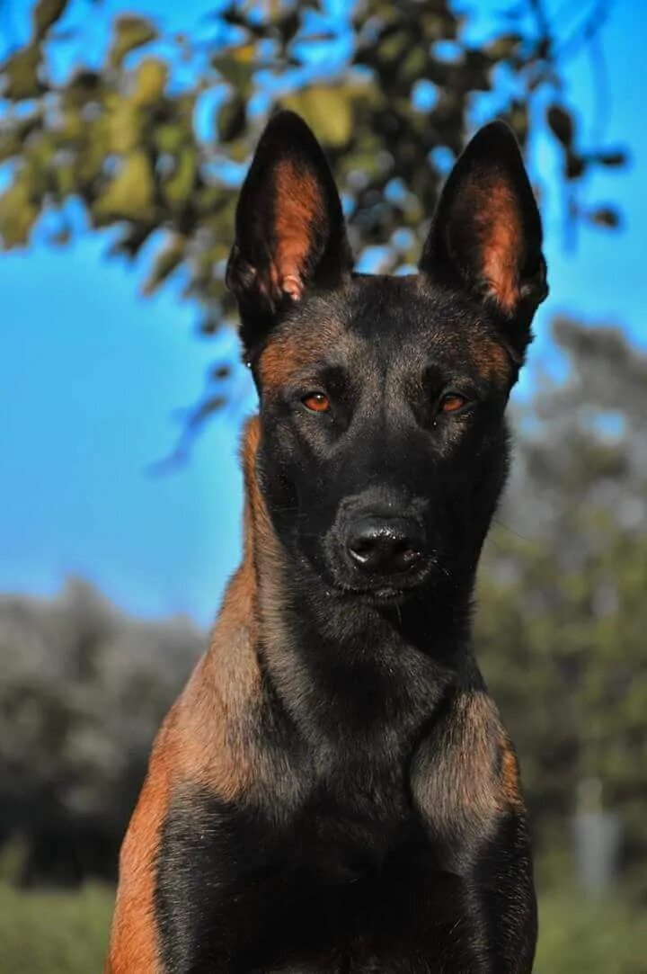 Овчарка малину фото Pin on Chien de Berger Belge - Malinois Belgian malinois dog, Belgian malinois, 