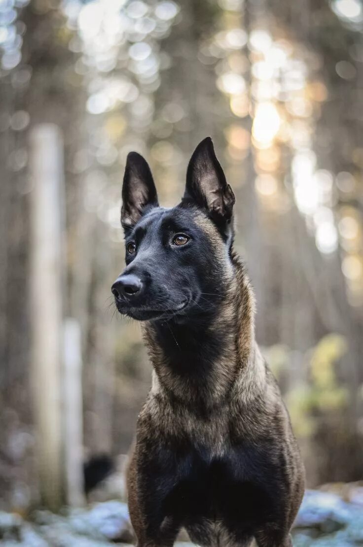 Овчарка малину фото Instinct Photography Belgian malinois, Dog breeds, Malinois