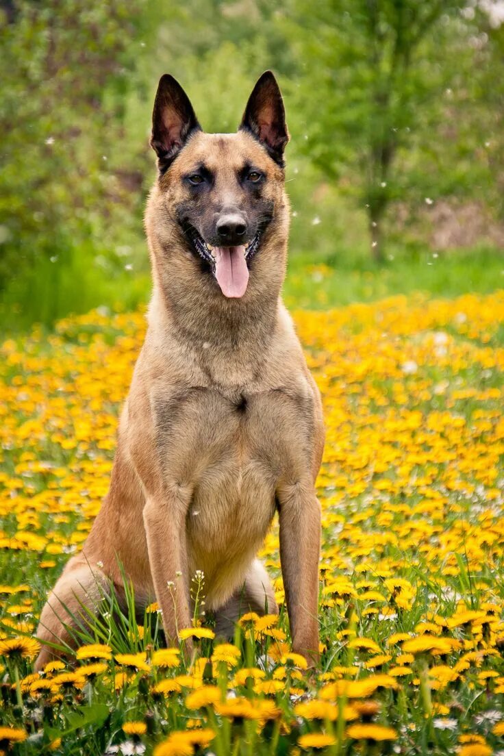 Овчарка малину фото 40 Medium-Sized Dog Breeds That Are the Perfect First Pet for Any Family Large d