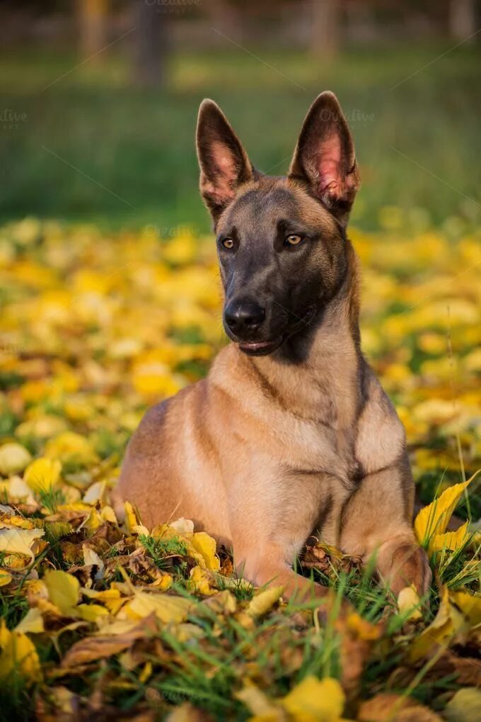 Овчарка малину фото Pin on Belgian Shepherd Malinois dog, Belgian malinois dog, Belgian malinois