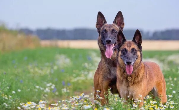 Овчарка малину фото Ice Jos Freerider and Lynx #malinois #малинуа 2022 Бельгийская Овчарка Малинуа! 