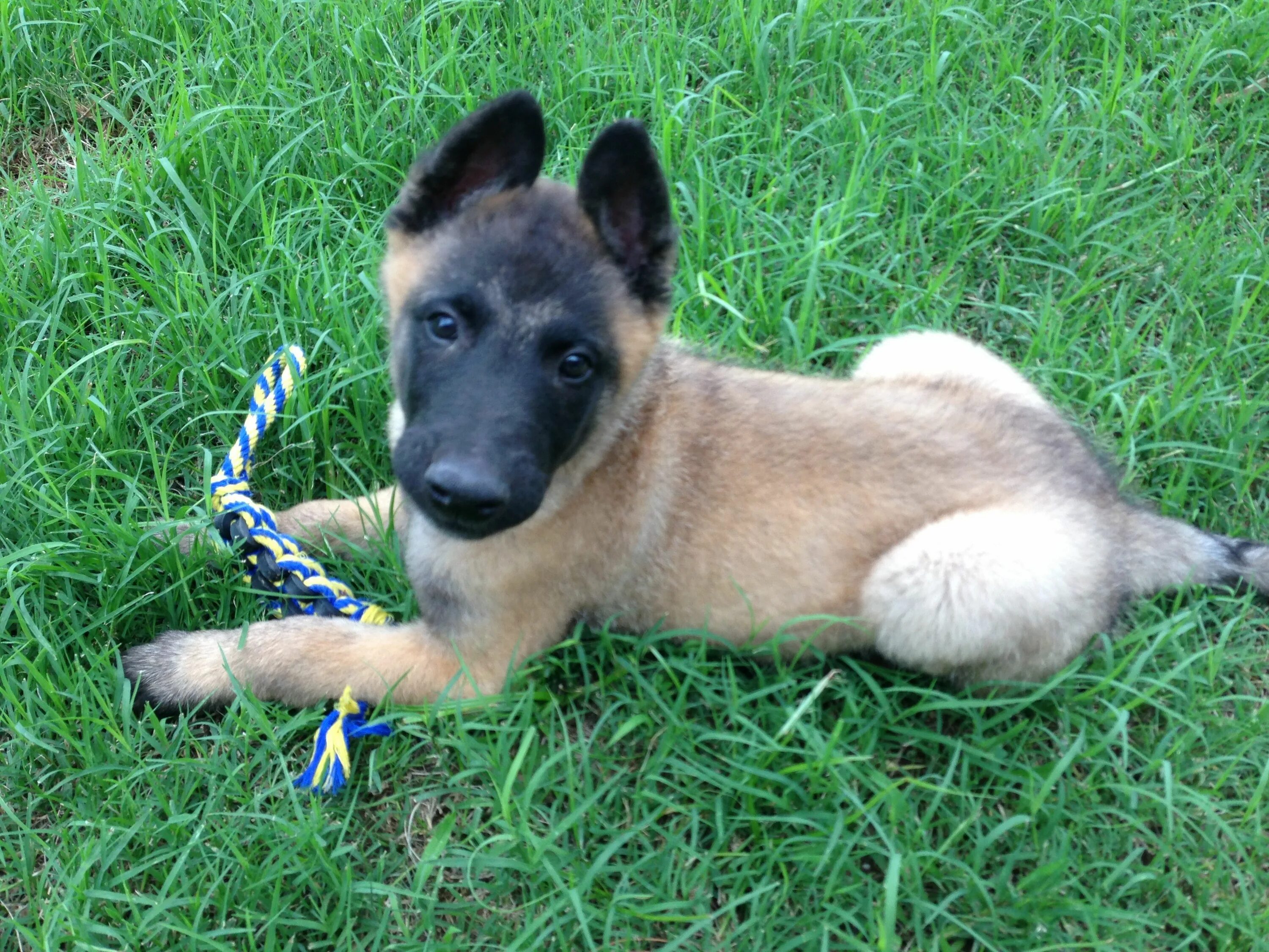 Овчарка малину фото Belgian Malinois Puppy..... What a cutie! Malinois puppies, Belgian malinois dog