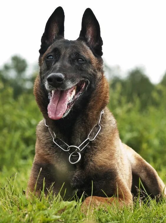 Овчарка малину фото Malinois Dog Breed Appearance,Health,Activities and Other Information Malinois, 