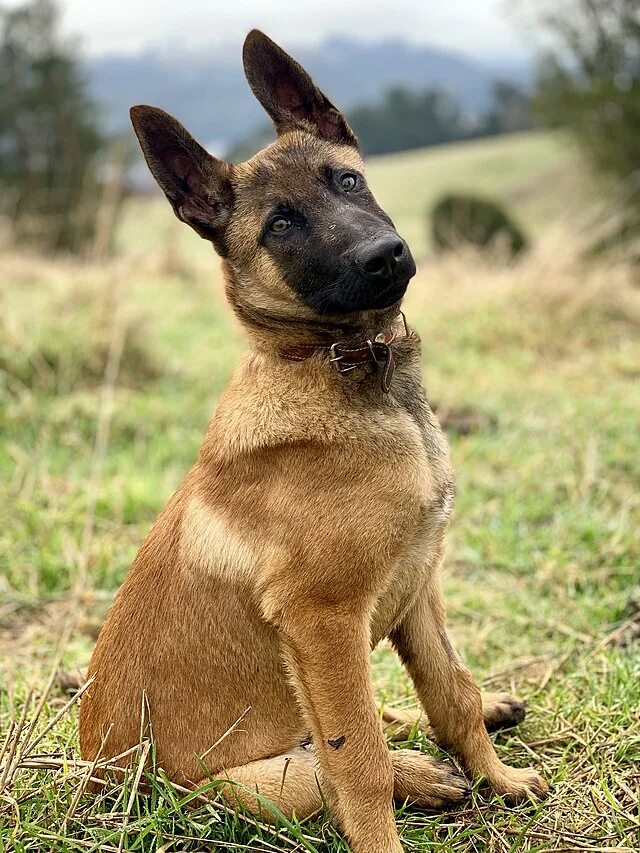Овчарка малину фото File:Belgian Malinois Male Puppy.jpg - Wikipedia