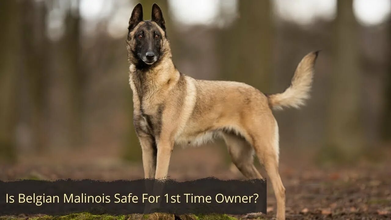 Овчарка малинуа фото и описание Belgian Malinois For 1st Time Owner! is it safe? - YouTube