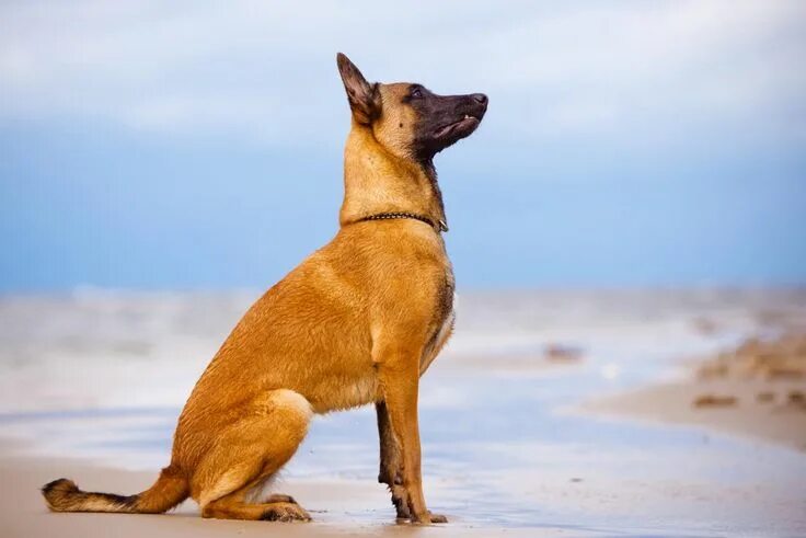 Овчарка малинуа фото и описание Tout savoir sur le Berger Belge Malinois Dog breed names, Malinois dog, Smartest