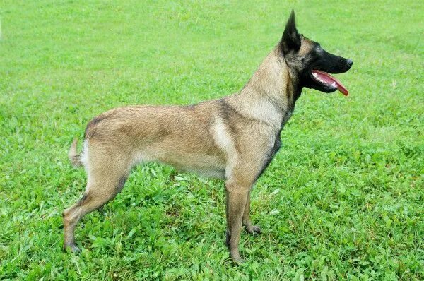 Овчарка малинуа фото цена Belga juhászkutya Malinois: történelem, szín, jellegét és jellemzőit, tartalmát 