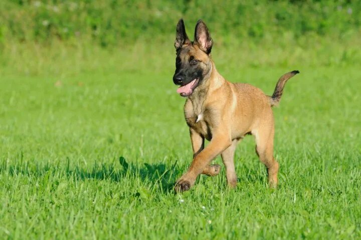 Овчарка малинуа фото цена Malinois - Hunderasse mit Bild, Info, Temperament, Charakteristiken und Fakten