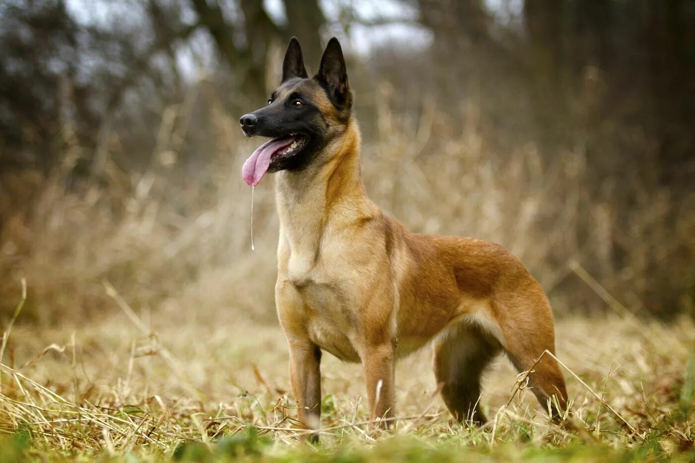 Овчарка малинуа фото цена Pin on belgian malinois Belgian malinois dog, Malinois dog, Belgian malinois