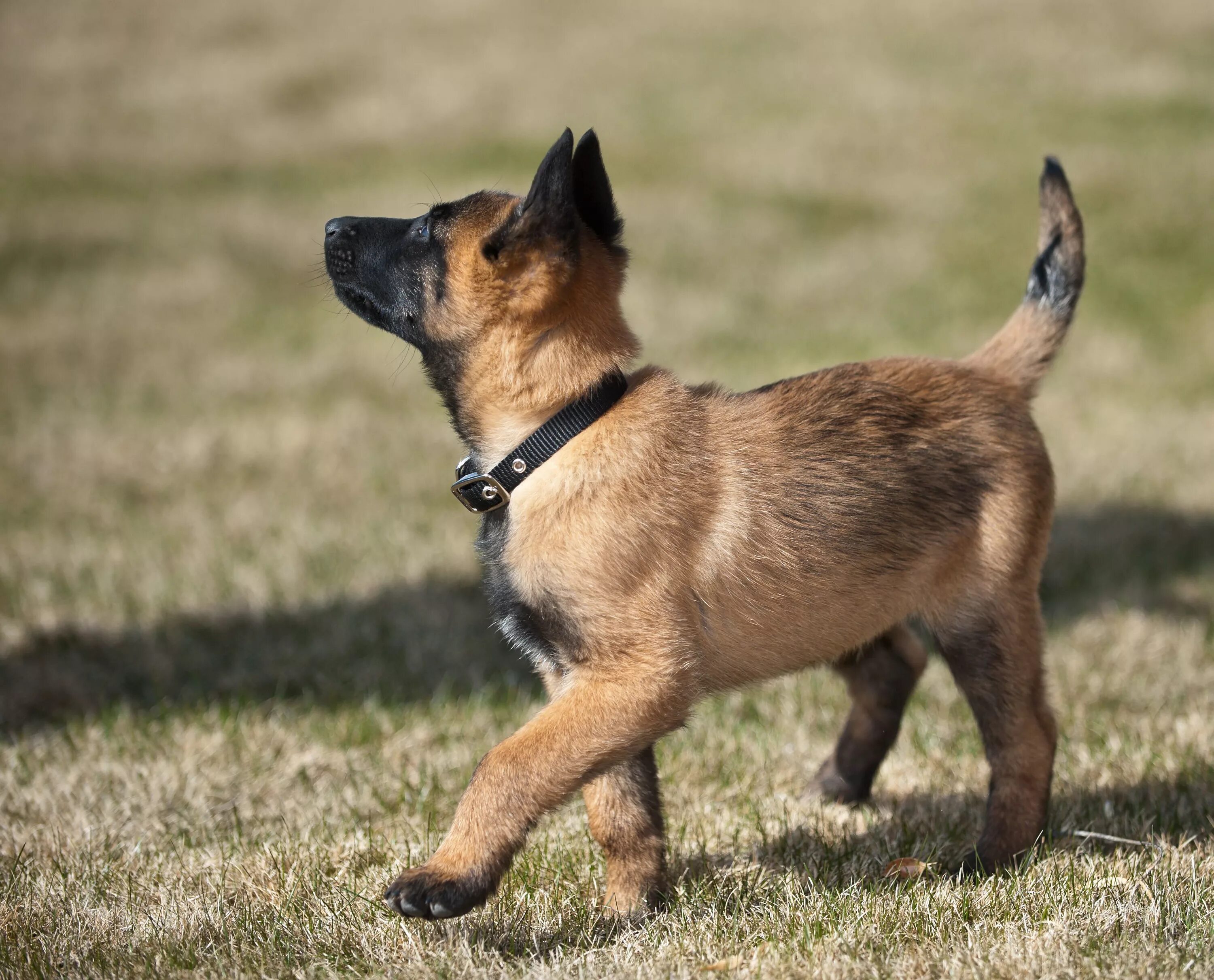 Овчарка малинуа фото цена Belgian Malinois (Mal): Breed Characteristics & Care