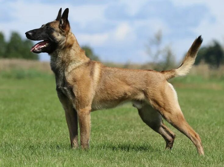 Овчарка малинуа фото цена Pin by Margo Jean on They Work Herd for the Money in 2024 Belgian malinois dog, 